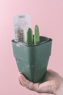 大きさや形には個体差がございます。