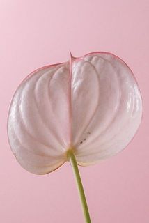傷がある場合がございます