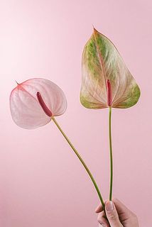 個体差がございます