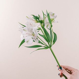 花弁に赤いスポットが入っている品種です。