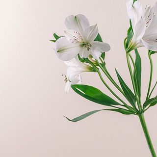 花弁が折れやすいです。