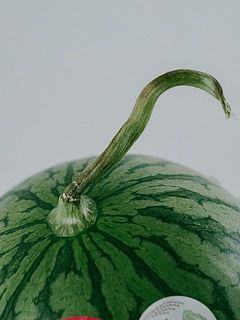 茎を少し残した状態で収穫しています。