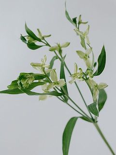 妖精のような不思議な花形です🧚🌱