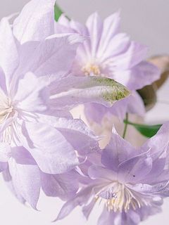 花弁の外側が緑色なものはクレマチスの特製となります。