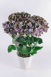形、花付きには個体差があります。