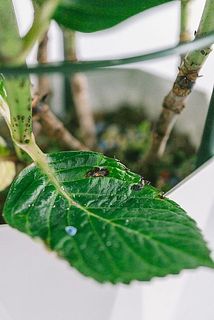 一部、葉が傷ついていたり茶色や黄色に変色している場合がございます。