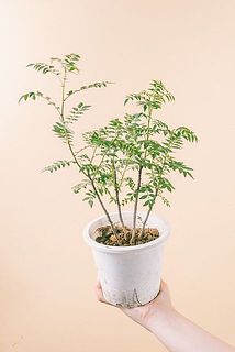 枝ぶりや葉つきには個体差がございます。
