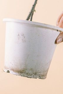 鉢が汚れている場合がございます。気になる方は優しく拭き取ってください。