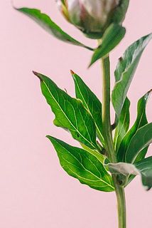一部、葉が茶色く変色している場合がございます。