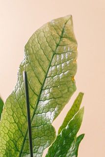 一部、葉が茶色く変色している場合がございます。