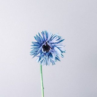 水色〜紫のグラデーションが可愛い🩵