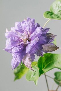 1輪でも華やかな大輪の八重クレマチス😍