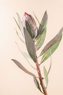 入荷時に葉に痛みや茶色く変色していることも。品質に問題はありません。気になる場合は優しく取り除いてください。