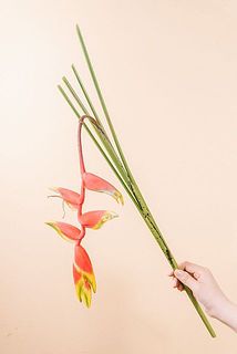 大きさや形には個体差がございます。