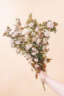 お花の咲き具合には個体差がございます。