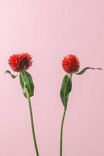 千日紅の形や大きさには個体差がございます。