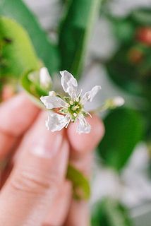 お花が咲いていることも