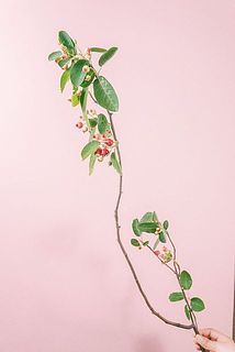 枝ぶりや実付きには個体差がございます。