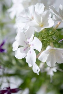 花びらが丸いものも含まれます。