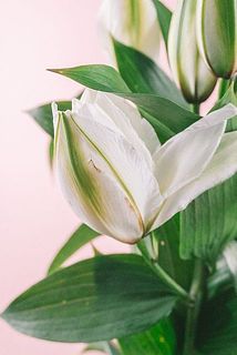 一部、蕾に傷がある場合がございます。
