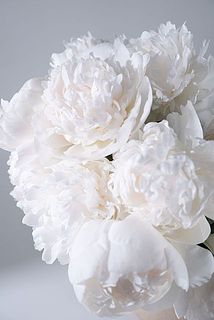 満開のイメージ　※お花のサイズや開花具合には個体差があります。