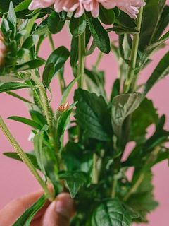 一部葉が茶色いことがございます