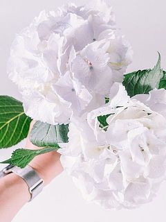 紫陽花の色味には個体差があります。