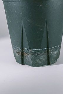 一部、鉢に汚れがある場合がございます。