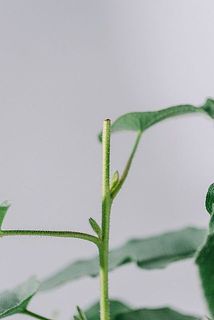 枝が切られてますが「芯止め（摘心）」という剪定を行っているためで、品質には問題ございませんのでご安心ください。
