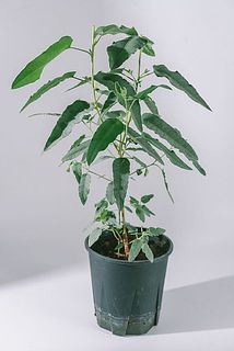 葉付き、大きさには個体差があります。
