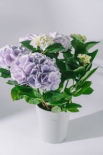 色味、花付き、大きさには個体差があります。