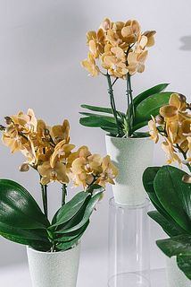 花付き、大きさには個体差があります。