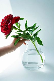 頭の大きなお花1t輪でもきれいに収まります。