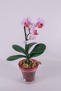 花付きには個体差がございます。