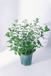 お届けする時はまだまだ蕾の状態です。