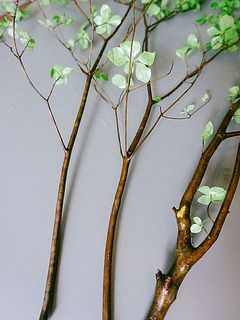 枝の太さにも個体差があります。
