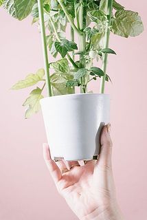 一部葉の色が薄くなっていることがございます。
