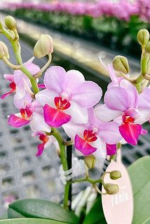 鮮やかなピンクが華やか。