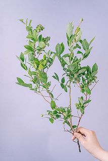 枝ぶりや実のつきには個体差があります。
