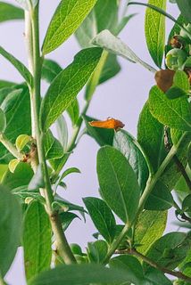 一部、葉や実が茶色く変色している場合がございます。