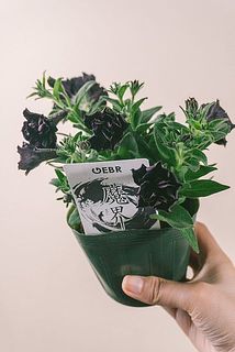 花付きには個体差がございます。