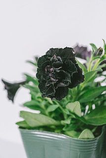 シックな黒紫色のお花が可愛い🖤
