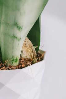 一部、株が茶色く変色している場合がございます。