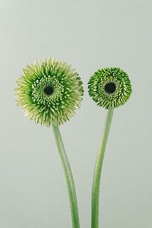 花の大きさには個体差がございます。