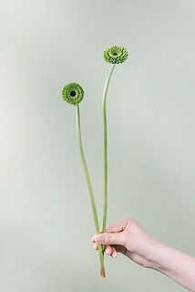 30㎝ほどの短いものが入る場合がございます。
