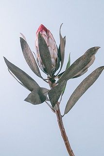 入荷時に葉に痛みや茶色く変色していることも。品質に問題はありません。気になる場合は優しく取り除いてください。