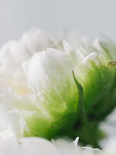 露地栽培のため、外側の花びらには傷がついています。