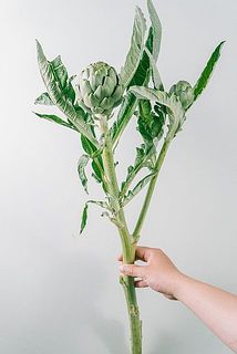 花付き、枝ぶりには個体差がございます。