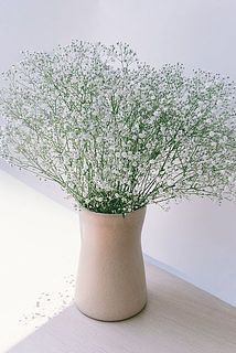 小花もきれいに広がります。