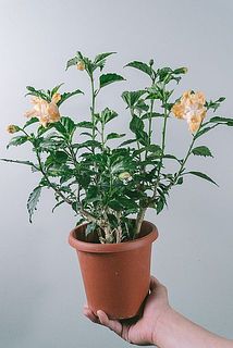 枝ぶりには個体差があります